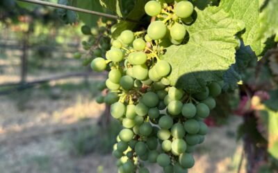 A Stellar Season for Malbec—And a Vintage to Watch