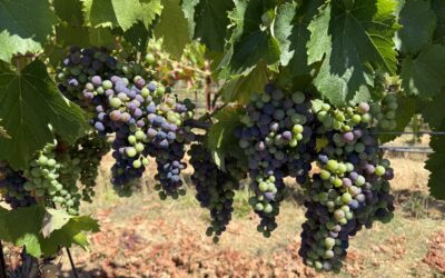 Veraison